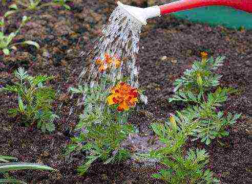 how to grow marigolds at home