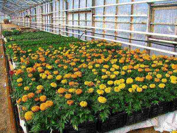 how to grow marigolds at home