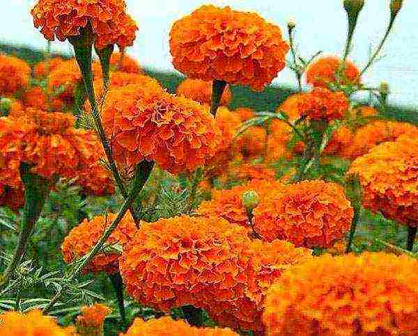 how to grow marigolds at home