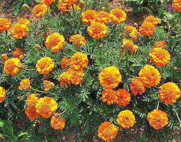 how to grow marigolds at home