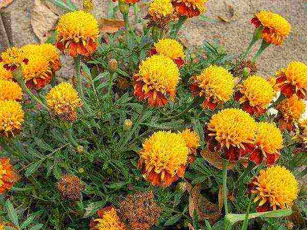 kung paano palaguin ang mga marigold sa bahay