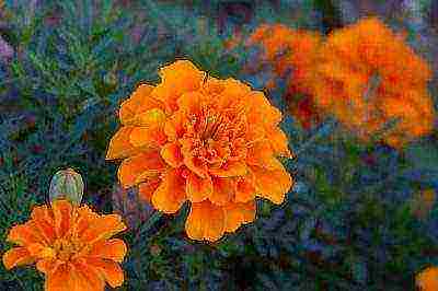 how to grow marigolds at home