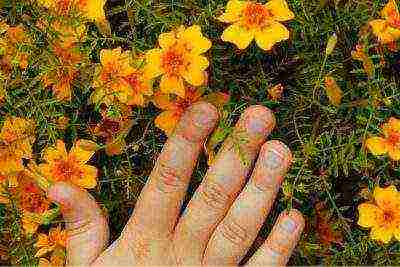 how to grow marigolds at home