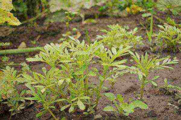 how to grow marigolds at home