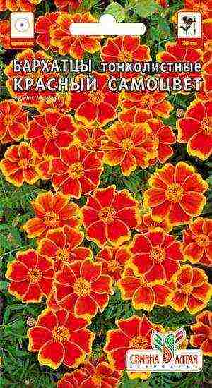 how to grow marigolds at home