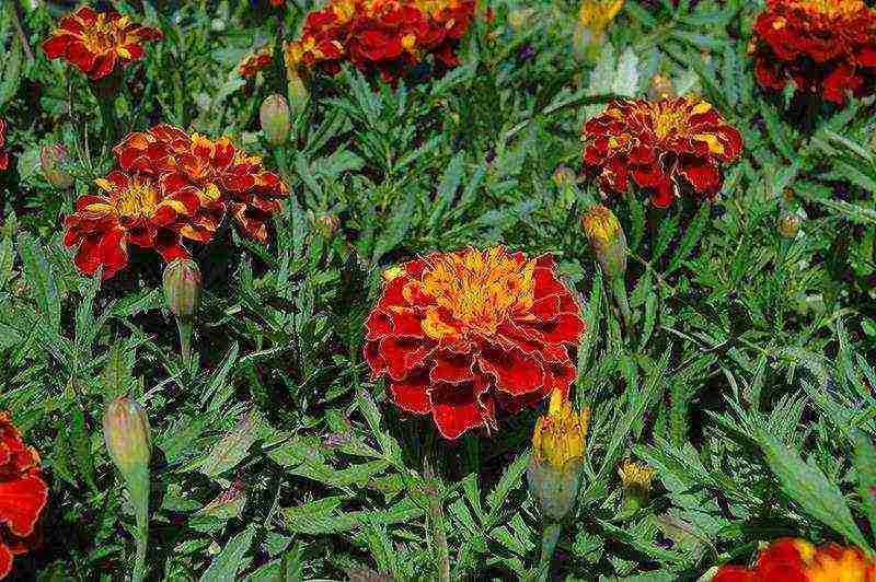 how to grow marigolds at home