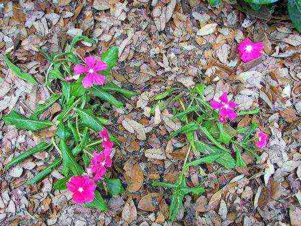 how to grow periwinkle at home