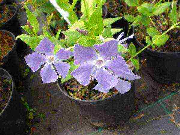 how to grow periwinkle at home