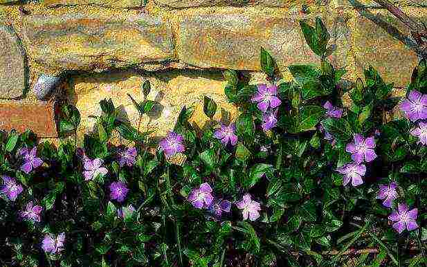 how to grow periwinkle at home