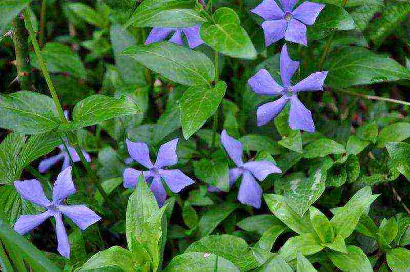 kung paano palaguin ang periwinkle sa bahay