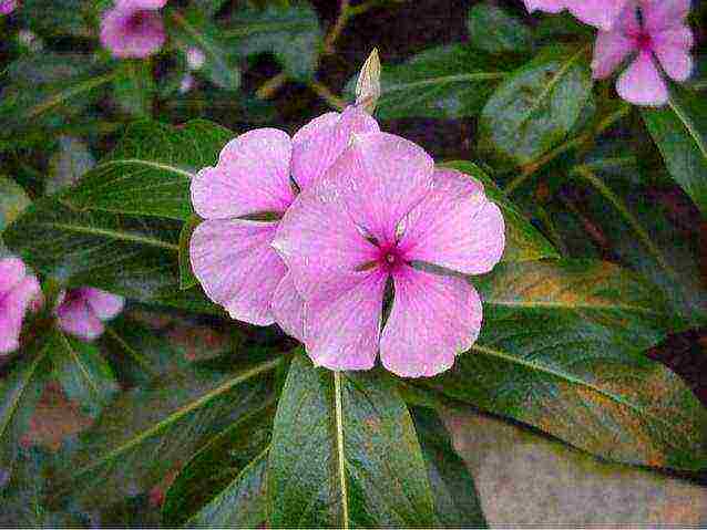 how to grow periwinkle at home