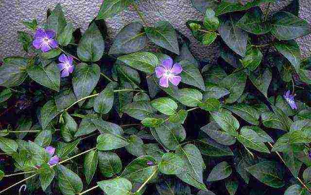 how to grow periwinkle at home