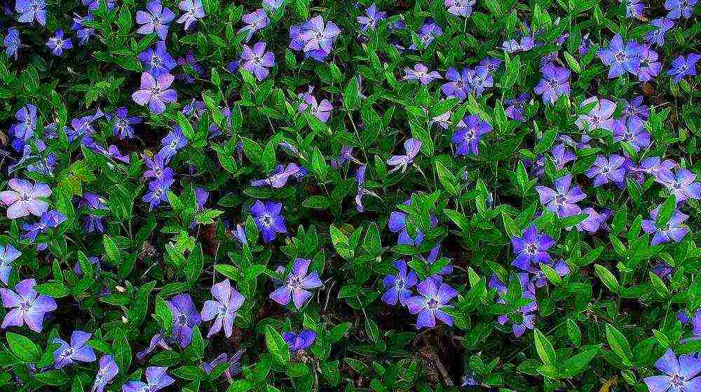 how to grow periwinkle at home