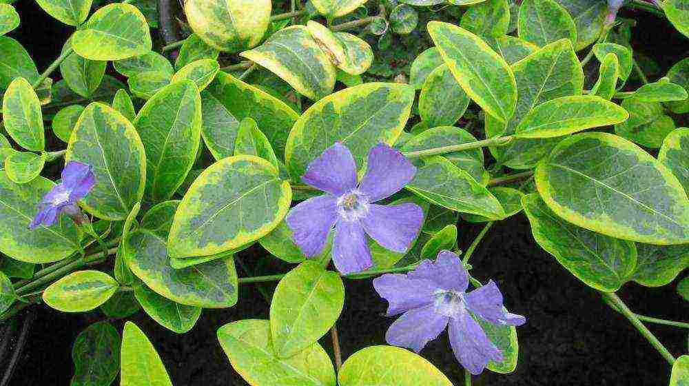 how to grow periwinkle at home