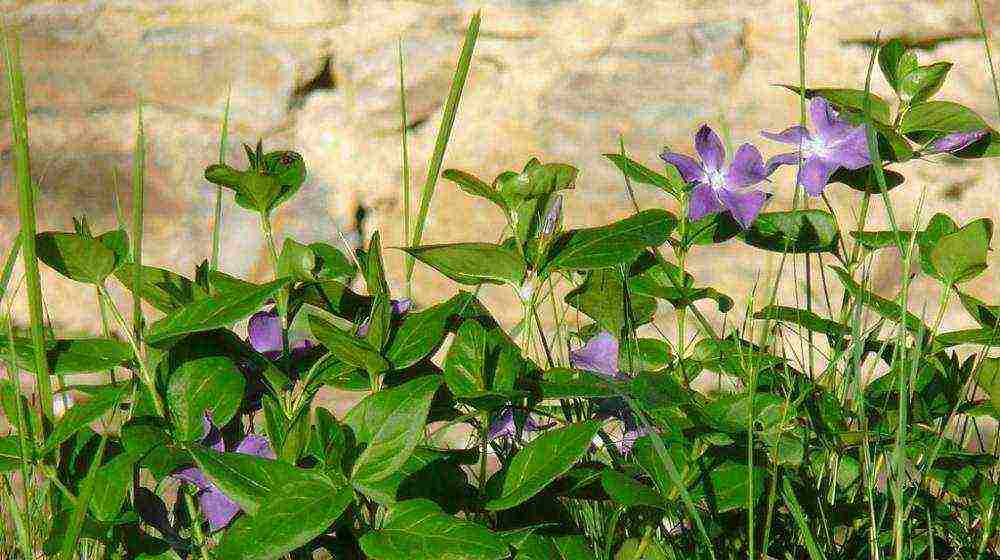 kung paano palaguin ang periwinkle sa bahay