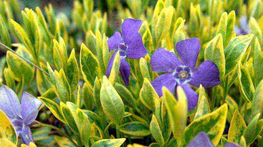 how to grow periwinkle at home