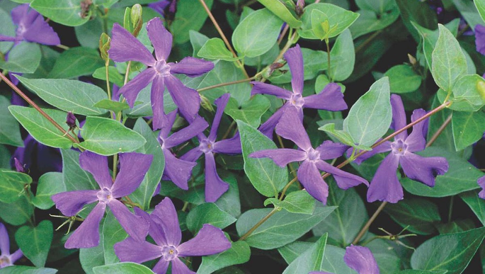 how to grow periwinkle at home