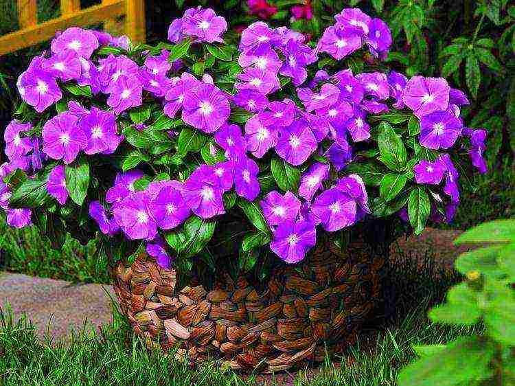 how to grow periwinkle at home