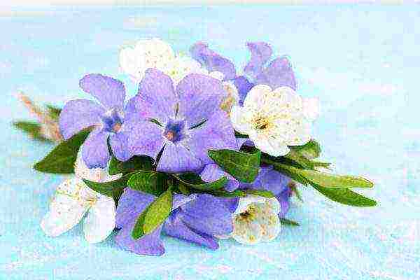 how to grow periwinkle at home