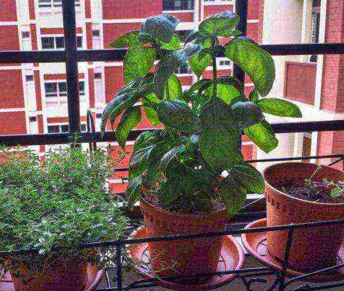 how to grow basil at home in winter