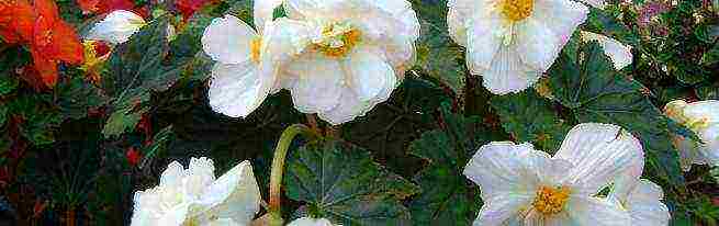 how to grow begonias at home