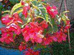 how to grow begonias at home