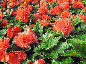 how to grow begonias at home