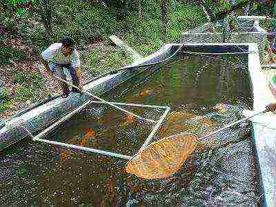 kung paano palaguin ang isang beluga sa bahay