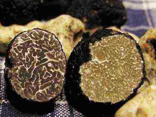 how to grow white truffle at home