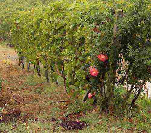 how to grow white truffle at home