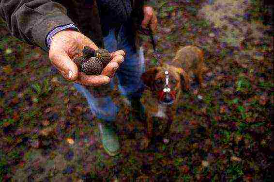 kung paano mapalago ang puting truffle sa bahay