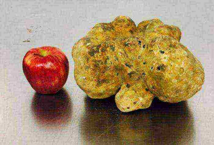 how to grow white truffle at home