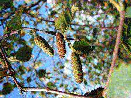 kung paano palaguin ang birch sa bahay