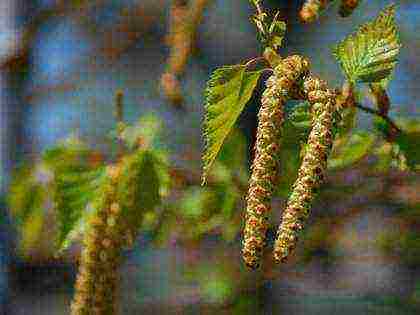 how to grow birch at home