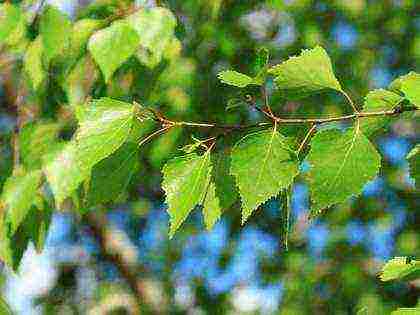 how to grow birch at home