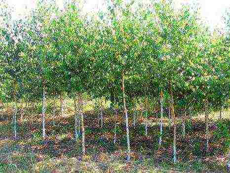 how to grow birch at home