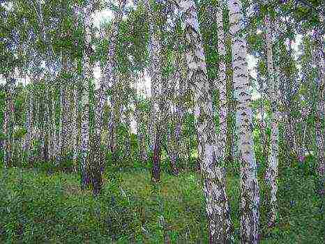 how to grow birch at home