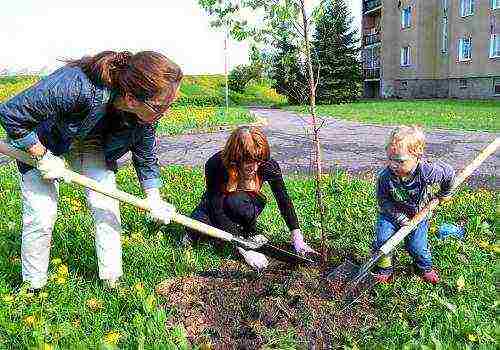 how to grow birch at home