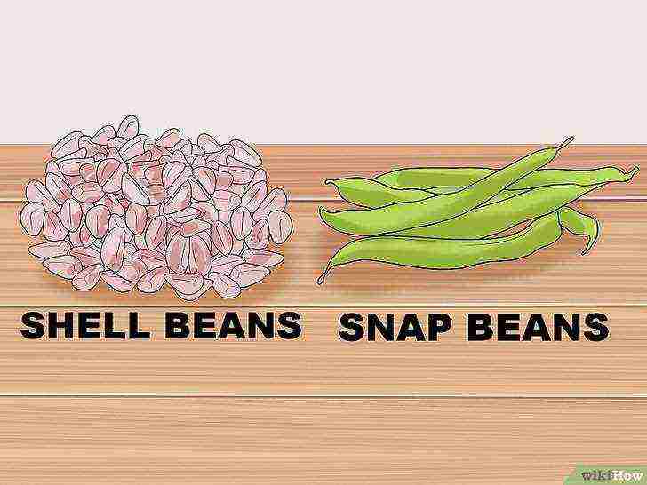 how to grow beans at home