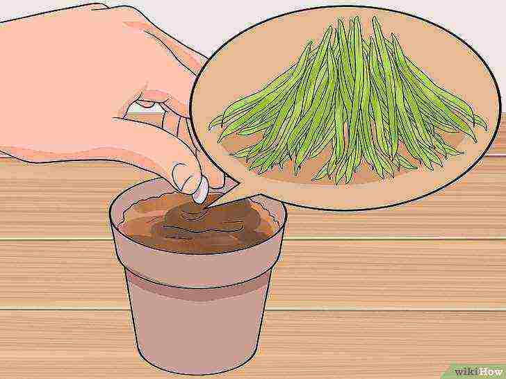 how to grow beans at home