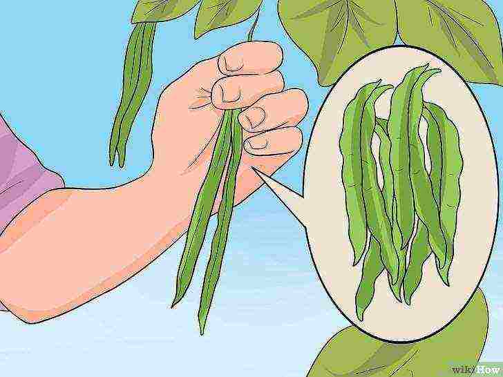 how to grow beans at home