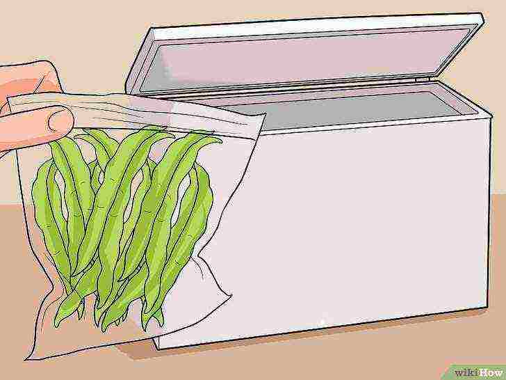 how to grow beans at home