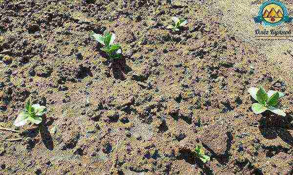 how to grow beans at home