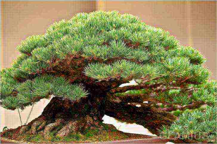 how to grow bonsai at home