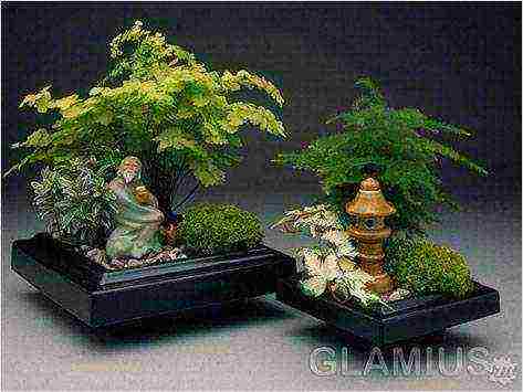 how to grow bonsai at home