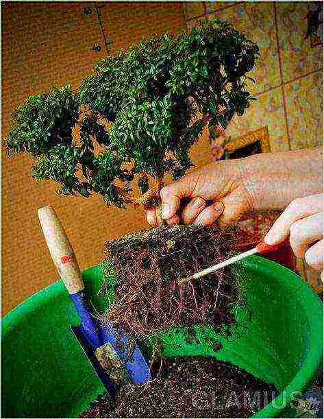 how to grow bonsai at home