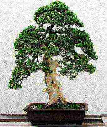 how to grow bonsai at home