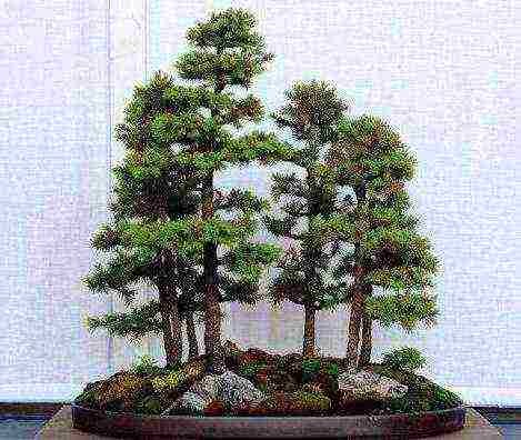 kung paano palaguin ang bonsai sa bahay