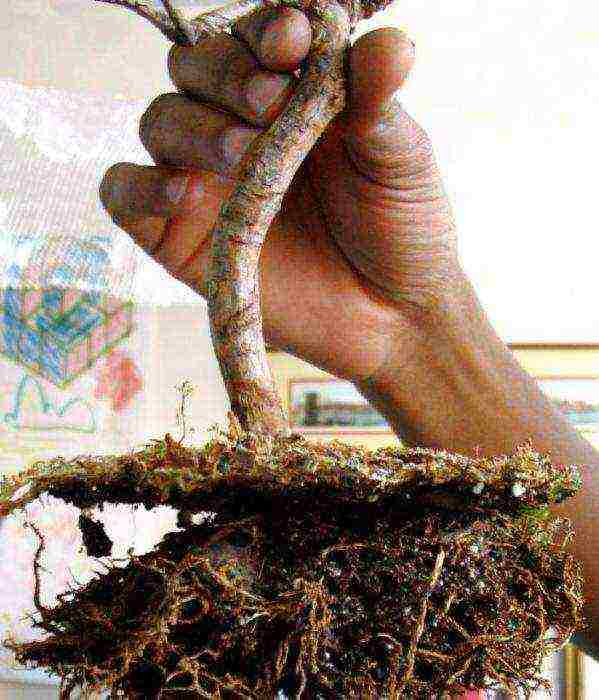 how to grow bonsai at home