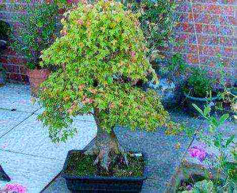 kung paano palaguin ang bonsai sa bahay